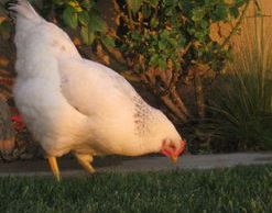 hen